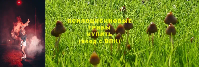 Галлюциногенные грибы MAGIC MUSHROOMS  Зеленодольск 